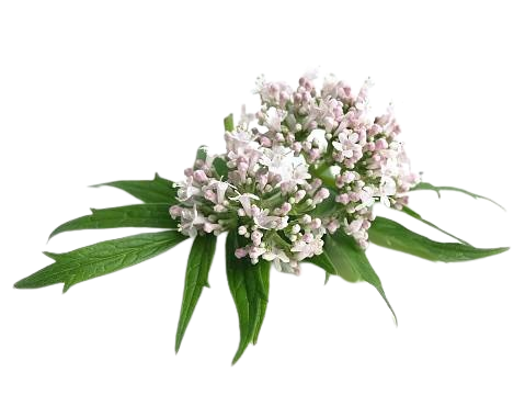 Valeriana